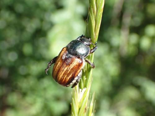 Anisoplia tempestiva